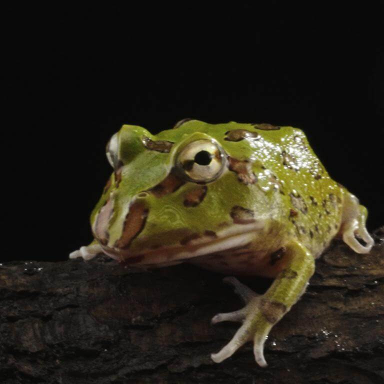 AstrHori 28mm f/13 Macro Probe-objektiv til Canon RF fullformat