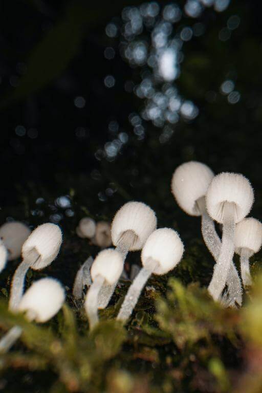 AstrHori 28mm f/13 Macro Probe 360° objektiv til Nikon Z (Fullframe)