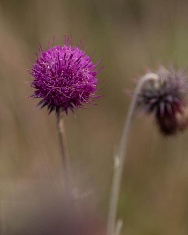 TTArtisan AF 56mm f/1.8 APS-C objektiv för Nikon Z