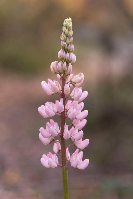 TTArtisan AF 56mm f/1.8 APS-C objektiv för Nikon Z