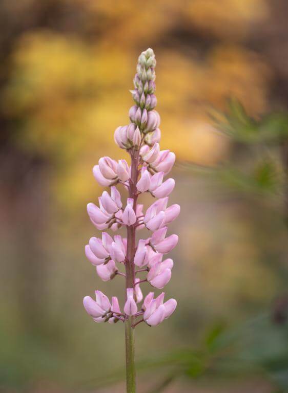 TTArtisan AF 56mm f/1.8 APS-C objektiv för Nikon Z