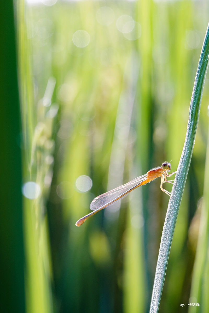 TTArtisan 40mm f/2.8 APS-C Makroobjektiv för Nikon Z